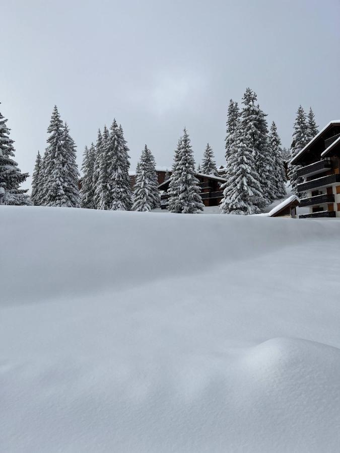 Residence La Foret Des Rennes - Les Saisies Villard-sur-Doron エクステリア 写真
